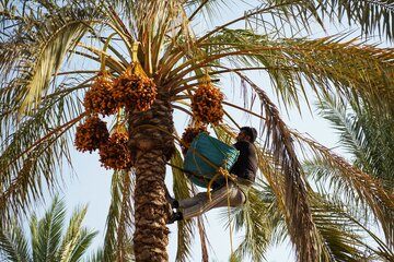 برداشت و جدا سازی خارک و رطب با استفاده از پرورند برای حفظ ایمنی - استان بوشهر