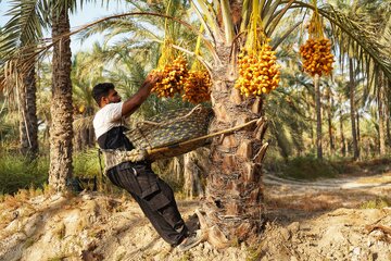 برداشت و جدا سازی خارک و رطب با استفاده از پرورند برای حفظ ایمنی - استان بوشهر