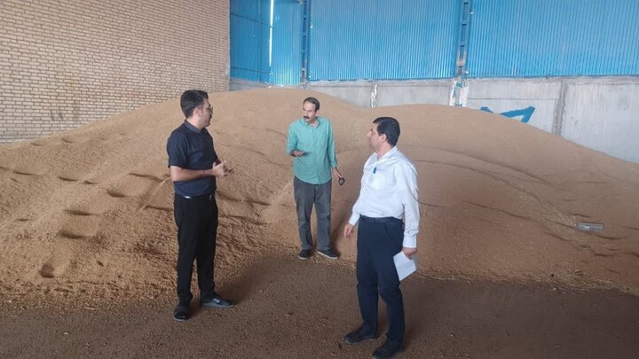 شرکت‌های تولید بذر گندم دهلران پایش می‌شوند/ارتقای بذور سال زراعی آینده هدف ماست