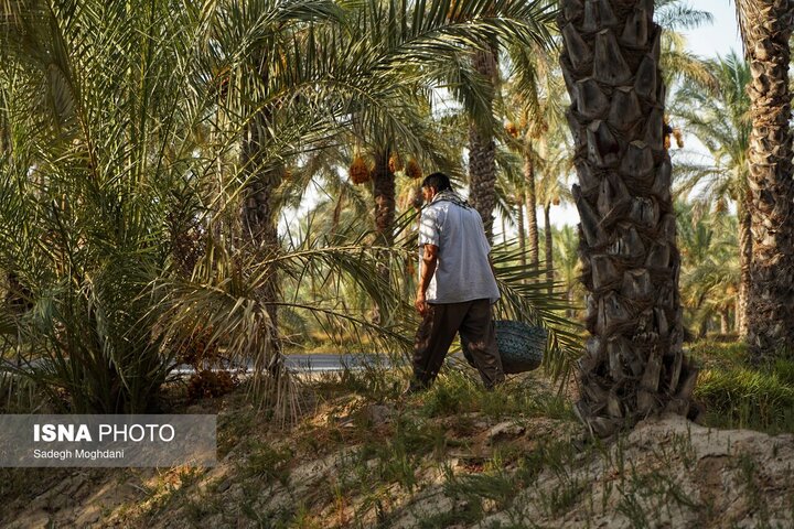 پیش‌بینی برداشت ۲۳۰ هزار تن خرما از نخیلات بوشهر