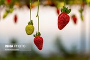 پایانه صادراتی محصولات کشاورزی در البرز احداث می‌شود