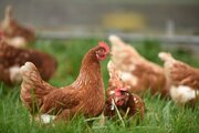 آغاز طرح واکسیناسیون رایگان طیور بومی گیلان علیه بیماری نیوکاسل