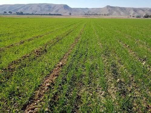 روایت تلاش روستاییان مرزی «چم هندی» و «ابوغویر» در گرمای سوزان