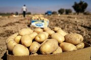 همدان سیب‌زمینی کم ندارد!