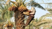 آغاز برداشت خرما از ۲۷۰۰ هکتار نخلستان‌های داراب