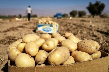 همدان سیب‌زمینی کم ندارد!
