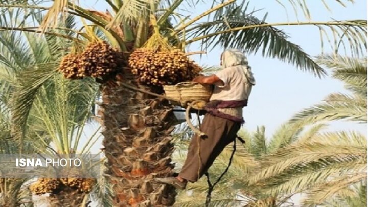 آغاز برداشت خرما از ۲۷۰۰ هکتار نخلستان‌های داراب 