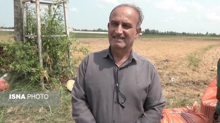 تولید بیش از ۲ برابری برنج با رقم جدید «امید» در شالیزارهای آمل