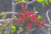بروجرد ۴۲.۵ هکتار باغ پسته دارد/ پیش‌بینی برداشت ۱۱ تن پسته در سال جاری