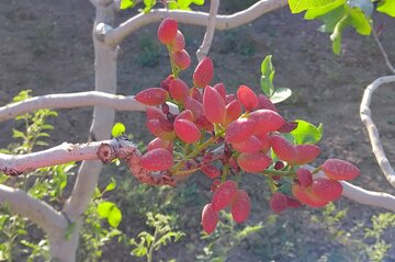 بروجرد ۴۲.۵ هکتار باغ پسته دارد/ پیش‌بینی برداشت ۱۱ تن پسته در سال جاری
