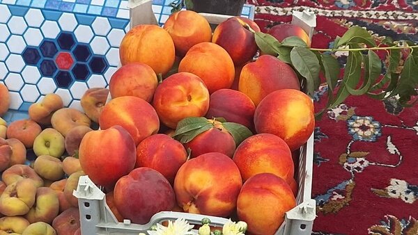 شهردار: سومین جشنواره هلو و شلیل در پالیز برگزار می‌شود