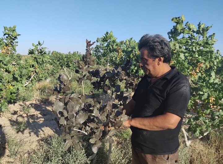 درخششِ طلای سبز در دلِ خاکِ اصیل/ محصولی خندان که برای کشاورز نمی خندد!