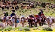 پیشنهاد راه‌اندازی «گردشگری عشایرمحور» در کشور/ بروجرد پایلوت ملی شود