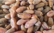 صادرات ۳۹ هزار و ۵۰۰ تن محصول کشاورزی جهرم به کشورهای مختلف