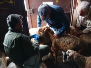 واکسیناسیون بیش از ۲۰۰۰ راس دام در روستای آبکسر ساری با همت جهادگران بسیجی