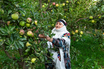 شهر بار نیشابور از مناطق مهم تولید سیب در منطقه است؛ سالانه بیش از ۵۰ هزار تن سیب از حدود ۵۰۰ هکتار باغات این شهر برداشت می‌شود. این محصول یکی از پایه‌های اصلی اقتصاد باغداران و معیشت خانوارهای منطقه به شمار می‌رود.