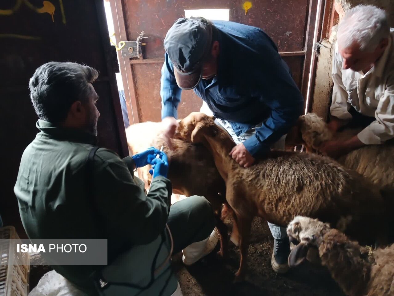 واکسیناسیون بیش از ۲۰۰۰ راس دام در روستای آبکسر ساری با همت جهادگران بسیجی