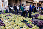 رویان؛ شهرِ انگور