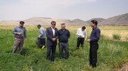 آمایش سرزمین و مدیریت آب، کلید جهش کشاورزی ایلام