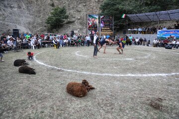 مسابقات کشتی سنتی لوچو روستای کلاریجان-سوادکوه