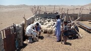 پوشش بیش از یک میلیون و ۵۴۰ هزار رأس دام علیه طاعون در سیستان و بلوچستان