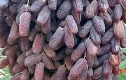آغاز برداشت خرما در قطب نخست تولید کشور/ پیش‌بینی تولید ۴۵۰ هزار تن