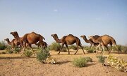 خروج ۲۷۵ شتر از بستر تالاب بین المللی هامون
