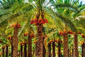 آیا گوگرد معدنی، واقعا خاک نخلستان را احیا می‌کند؟