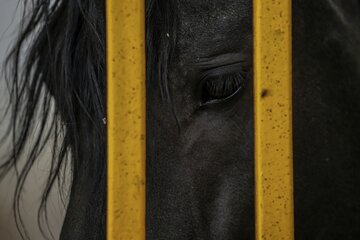 مسابقات پرش با اسب قهرمانی استان خراسان رضوی
