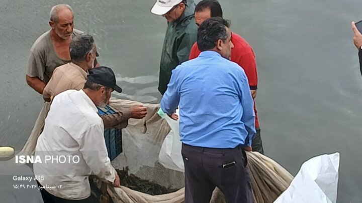 مازندران قطب آبزی‌پروری کشور؛ از رکوردشکنی در تولید تا صادرات ۱۹ میلیون دلاری