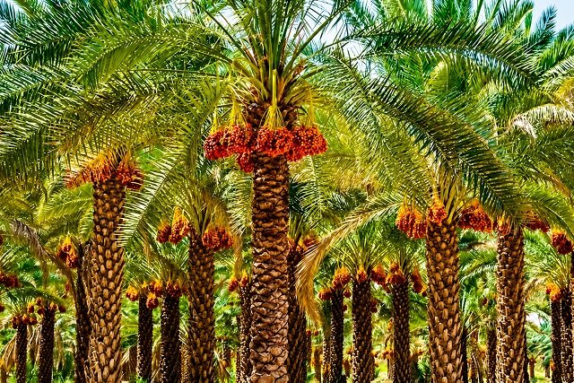 آیا گوگرد معدنی، واقعا خاک نخلستان را احیا می‌کند؟