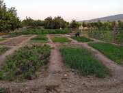 کشت تابستانه سبزی در ۲۳ هکتار اراضی ایلام
