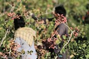 سارقان پسته باغات میامی روانه زندان شدند