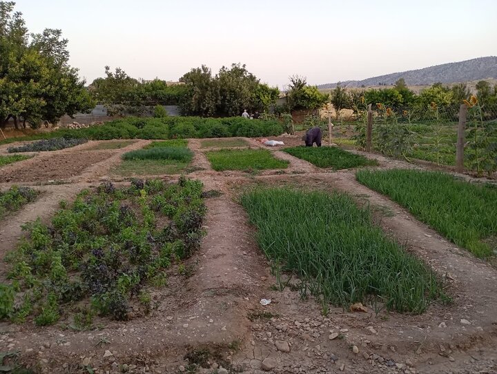 خانه‌باغ‌ها، بلای جان کشاورزی و منابع طبیعی ایلام