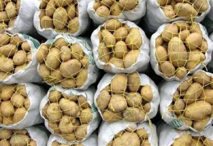 بیش از ۲۰ هزار تن سیب‌زمینی شهرستان بهار آماده ورود به بازار است