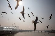 هوای ۸ شهر خوزستان در وضعیت «قرمز» و «نارنجی» 