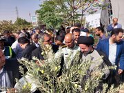 کاشت ۲۵ هزار اصله زیتون در قیامدشت؛ الگویی برای توسعه فضای سبز