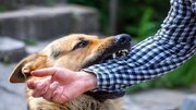 افراد از گرفتن حیوانات بدون صاحب و وحشی خودداری کنند/
بیماری کشنده هاری در کمین است
