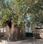 ثبت ملی درخت چنار ۵۰۰ ساله قاسم‌آباد پیشوا
