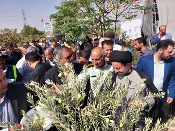 کاشت ۲۵ هزار اصله زیتون در قیامدشت؛ الگویی برای توسعه فضای سبز
