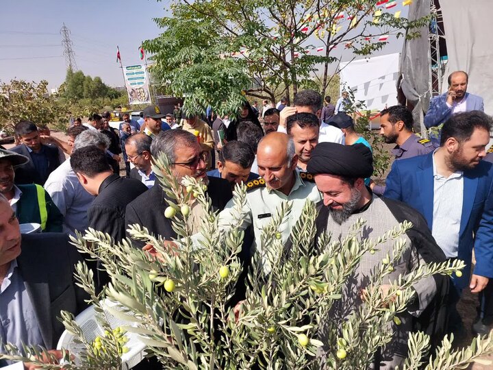 کاشت ۲۵ هزار اصله زیتون در قیامدشت؛ الگویی برای توسعه فضای سبز 