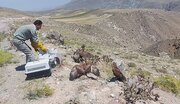 جوامع محلی؛ ستون اصلی حفاظت از محیط زیست و حیات‌وحش سیستان و بلوچستان