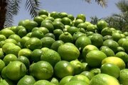 جهرم؛ قطب تولید لیموترش کشور با برداشت سالانه ۱۵۰ هزار تن