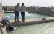 آغاز رهاسازی بچه‌ماهی قزل‌آلا در هامون