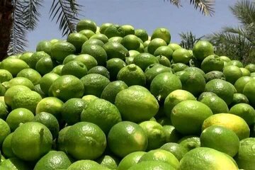 جهرم قطب تولید لیموترش کشور با برداشت سالانه ۱۵۰ هزار تن