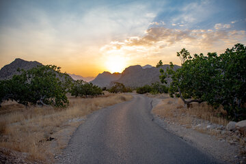 انجیر استهبان؛ محصولی سنتی با ظرفیت صنعتی