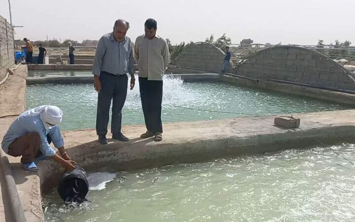 آغاز رهاسازی بچه‌ ماهی قزل‌آلا در هامون
