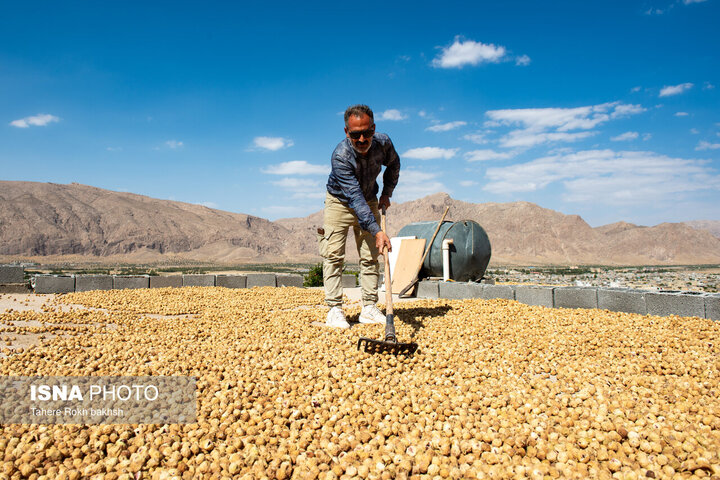خرید ۲۰۰۰ تن سیب صنعتی توسط تعاون روستایی آذربایجان‌غربی