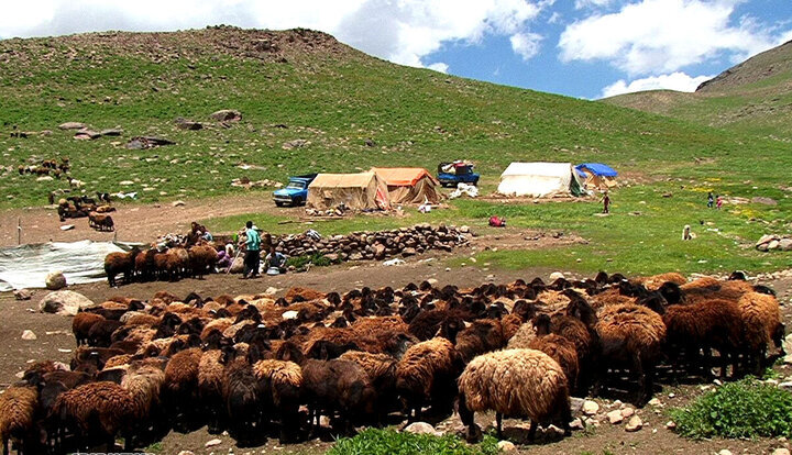 چتر سلامت بر سر گلههای کوچرو/آغاز پایش ۵۰۰۰ رأسی دام عشایر جنوب کرمان
