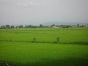 بخشدار: کسب عنوان «روستای سبز» برای پایین‌میرکلا در بابل/اجرای طرح هادی به 70 درصد رسید